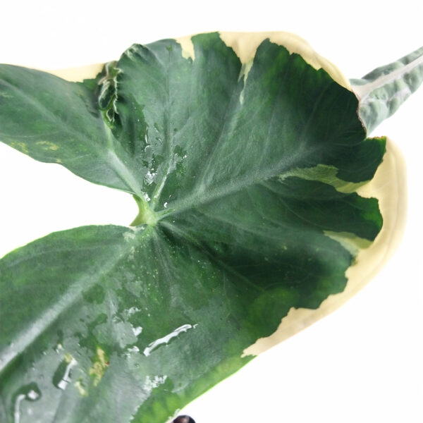 Alocasia Variegated Mickey Mouse | Xanthosoma albo variegata | Rare Alocasia - Image 2