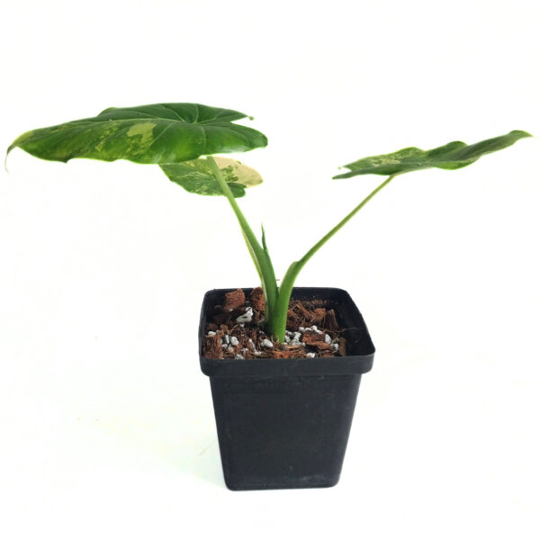Alocasia Gageana California Aurea | Giant Taro | Grows Big - Image 2