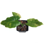 Alocasia Gageana California Aurea | Giant Taro | Grows Big