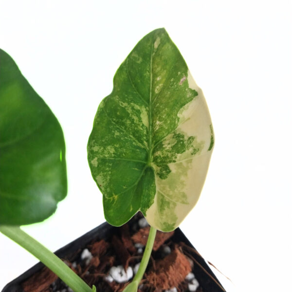 Alocasia Gageana California Aurea | Giant Taro | Grows Big - Image 3