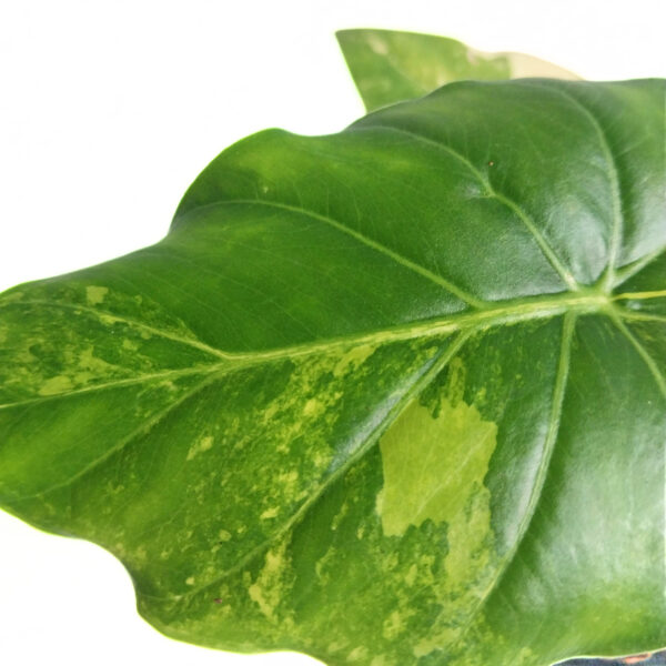 Alocasia Gageana California Aurea | Giant Taro | Grows Big - Image 4
