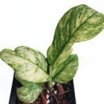 Rhapidophora Pubarula Variegated | Tropical Climbing Epiphyte