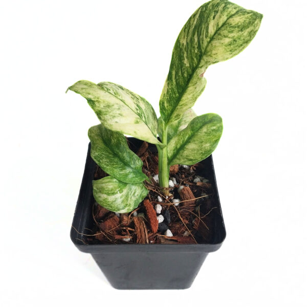 Rhapidophora Pubarula Variegated | Tropical Climbing Epiphyte - Image 2