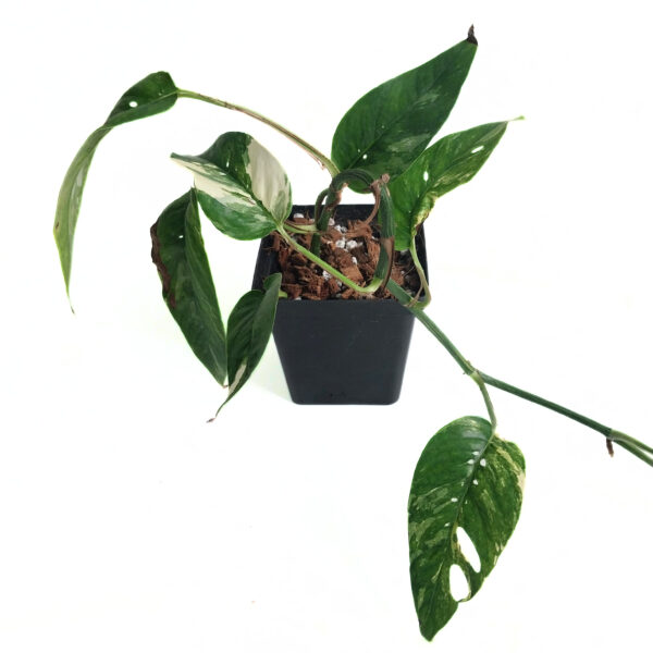 Epipremnum Pinnatum Albo | Popular Variegated & Fenestrating Plant - Image 2