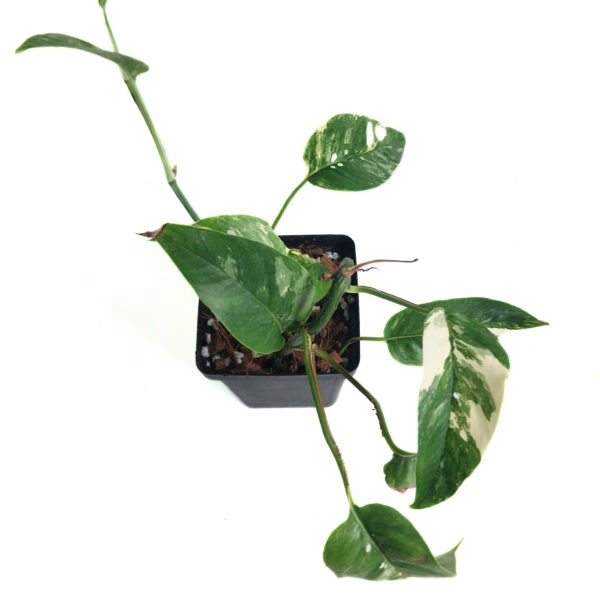 Epipremnum Pinnatum Albo | Popular Variegated & Fenestrating Plant - Image 3