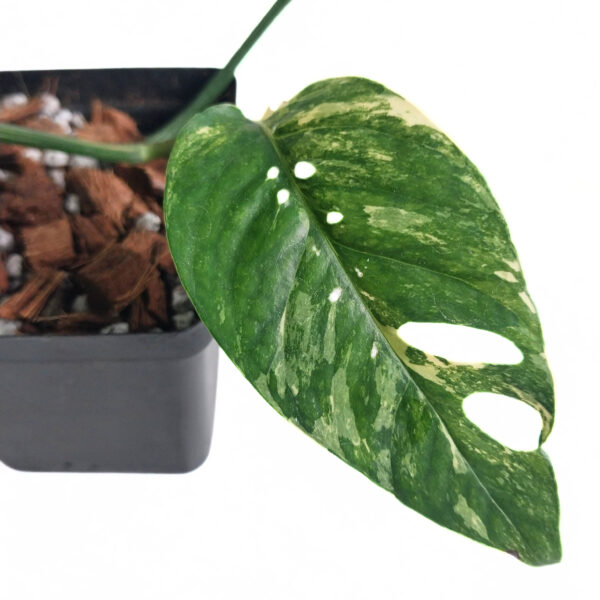 Epipremnum Pinnatum Albo | Popular Variegated & Fenestrating Plant - Image 4