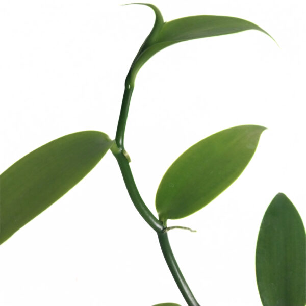 Vanilla Bean Orchid | Vanilla Planifolia | Tropical Climbing Orchid - Image 3