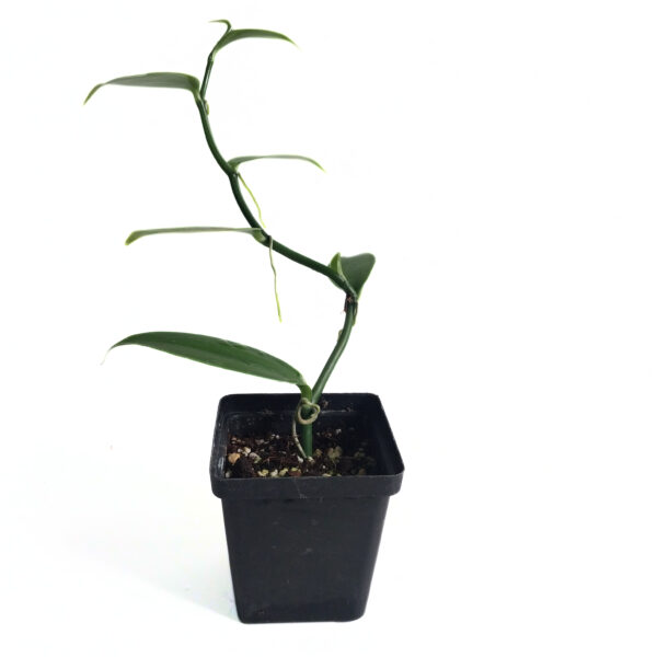Vanilla Bean Orchid | Vanilla Planifolia | Tropical Climbing Orchid - Image 2