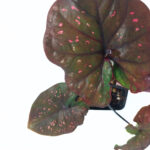 Caladium sp | New Imported Variety