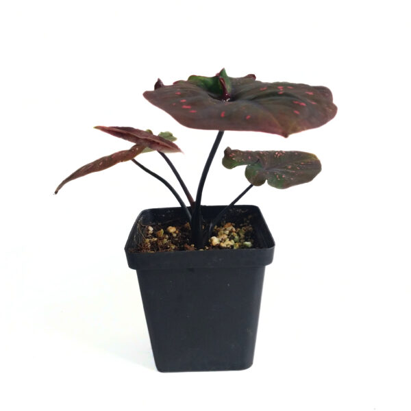 Caladium sp | New Imported Variety - Image 2