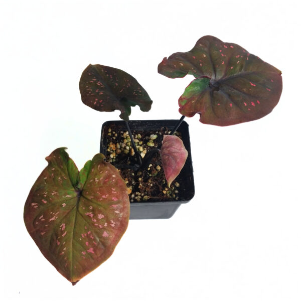 Caladium sp | New Imported Variety - Image 3