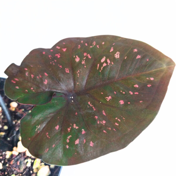 Caladium sp | New Imported Variety - Image 4