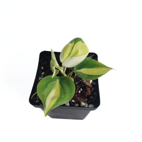 Philodendron Hederaceum Tricolor | Rare Indoor Variegated Philodendron | Heartleaf - Image 2