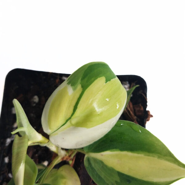 Philodendron Hederaceum Tricolor | Rare Indoor Variegated Philodendron | Heartleaf - Image 3