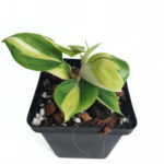 Philodendron Hederaceum Tricolor | Rare Indoor Variegated Philodendron | Heartleaf