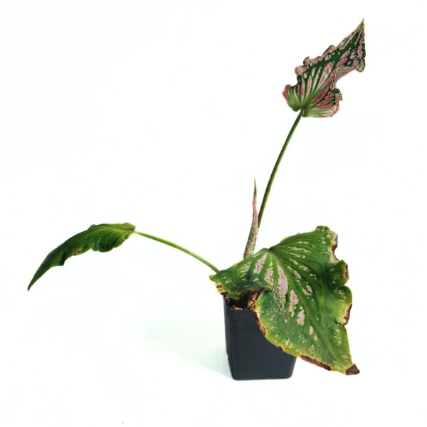 Caladium sp | New Imported Variety - Image 2