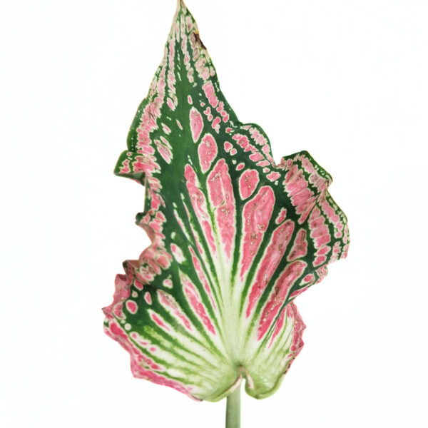 Caladium sp | New Imported Variety - Image 3
