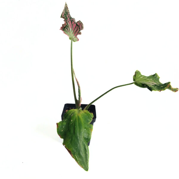 Caladium sp | New Imported Variety - Image 4