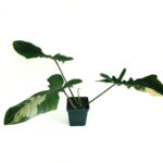 Philodendron Florida Beauty x Mayoi | Rare Large Indoor Plant
