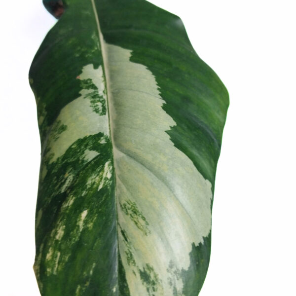 Philodendron Florida Beauty x Mayoi | Rare Large Indoor Plant - Image 2