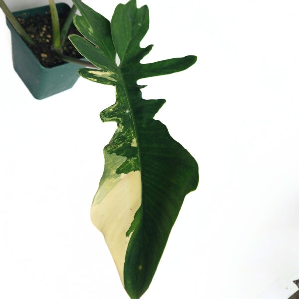 Philodendron Florida Beauty x Mayoi | Rare Large Indoor Plant - Image 3