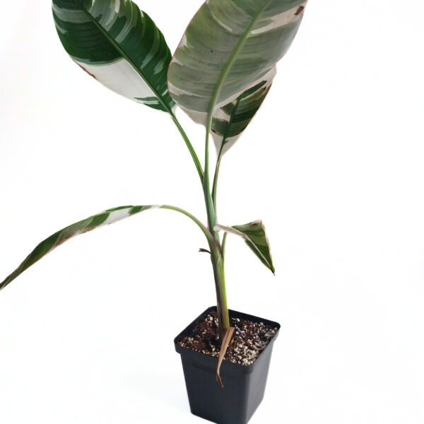 Musa Nono Albo | Variegated Banana Tree - Image 3