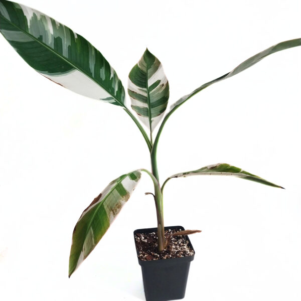 Musa Nono Albo | Variegated Banana Tree - Image 4