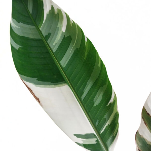 Musa Nono Albo | Variegated Banana Tree - Image 5