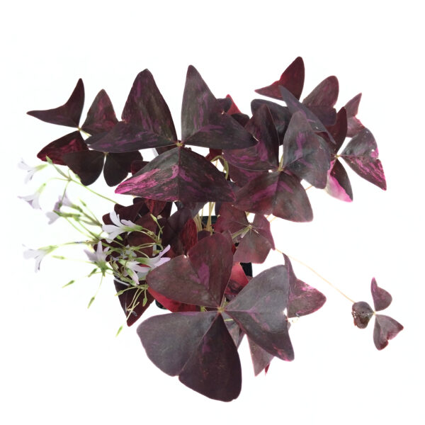 Variegated Oxalis Triangularis Purple Shamrock | Rare Find - Image 3