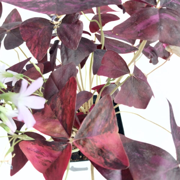 Variegated Oxalis Triangularis Purple Shamrock | Rare Find - Image 4