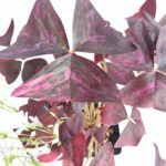 Variegated Oxalis Triangularis Purple Shamrock | Rare Find