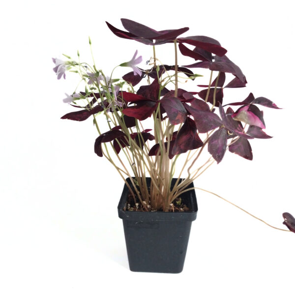 Variegated Oxalis Triangularis Purple Shamrock | Rare Find - Image 2