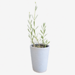 White Pot