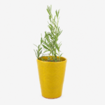 Yellow Pot