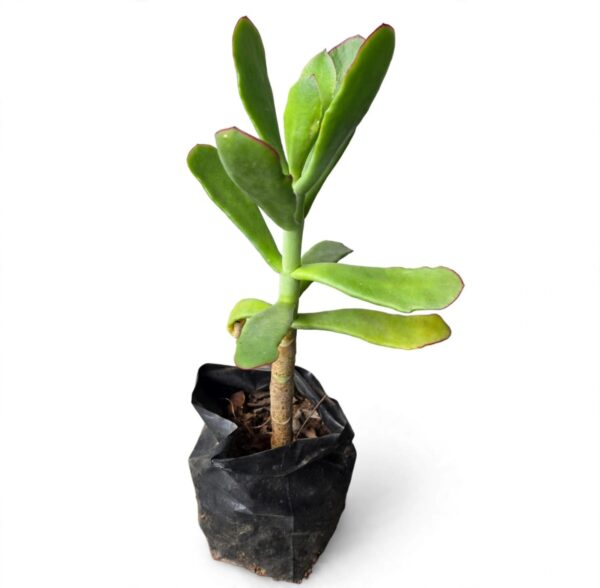 Title Flapjack Succulent Combo Deal | 2 Plants in Grow Bags | Kalanchoe luciae - Image 3