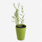 Green pot