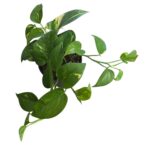 Scindapsus Pictus – Indoor Vine Plant