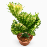 Euphorbia lactea ‘Crested’ | 10cm Pot | Sculptural Indoor Succulent Feature Plant (Copy)