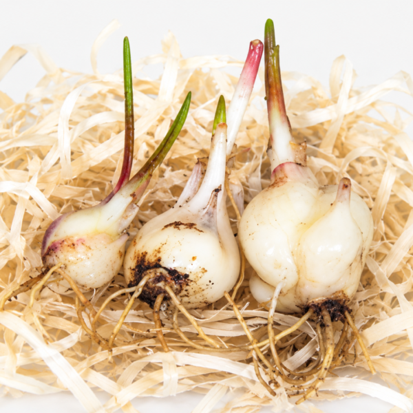 Little White Soldiers Bulb | Drimiopsis Maculata | 3 Bulbs - Image 2