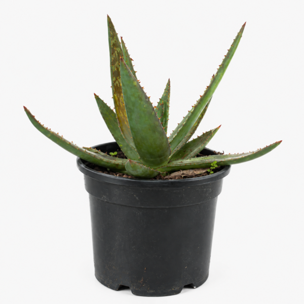 Aloe maculata | Soap Aloe Indigenous Succulent - Image 2