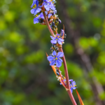 Tall Cape Blue Fynbos Plant | Aristea Bakeri