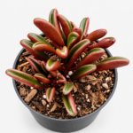 Peperomia graveolens Ruby Glow | Red-Edged Succulent | 7.5 cm Pot