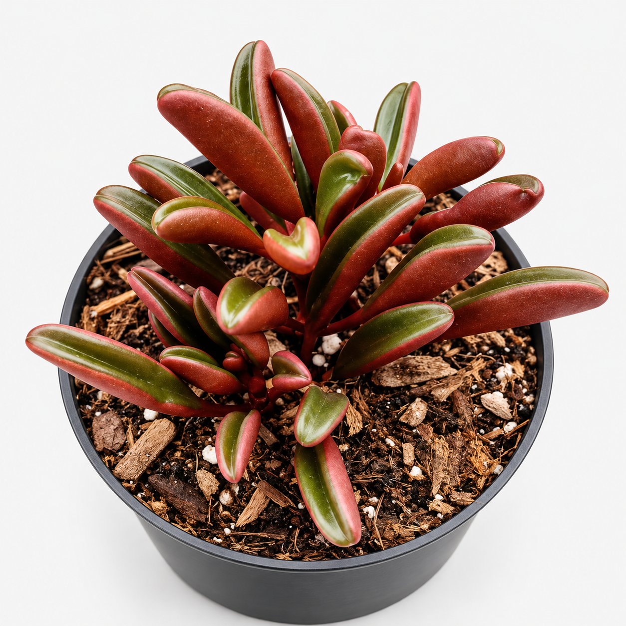Burgundy and Green Succulent in Black Pot