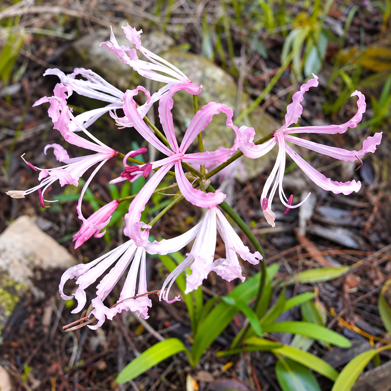 Frilly Pink Spider Lily Cluster