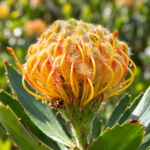 Protea Pincushion Plant | Leucospermum | 20-30cm Plant