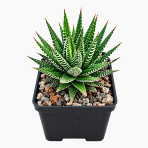 Haworthiopsis