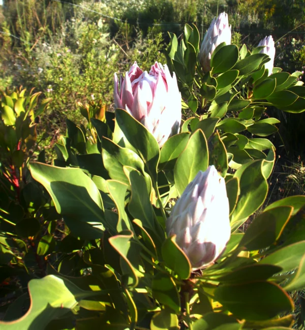 Protea Cynaroides | King Protea Plant Pink | 30–40 cm Height - Image 2