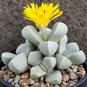 Karoo Rose