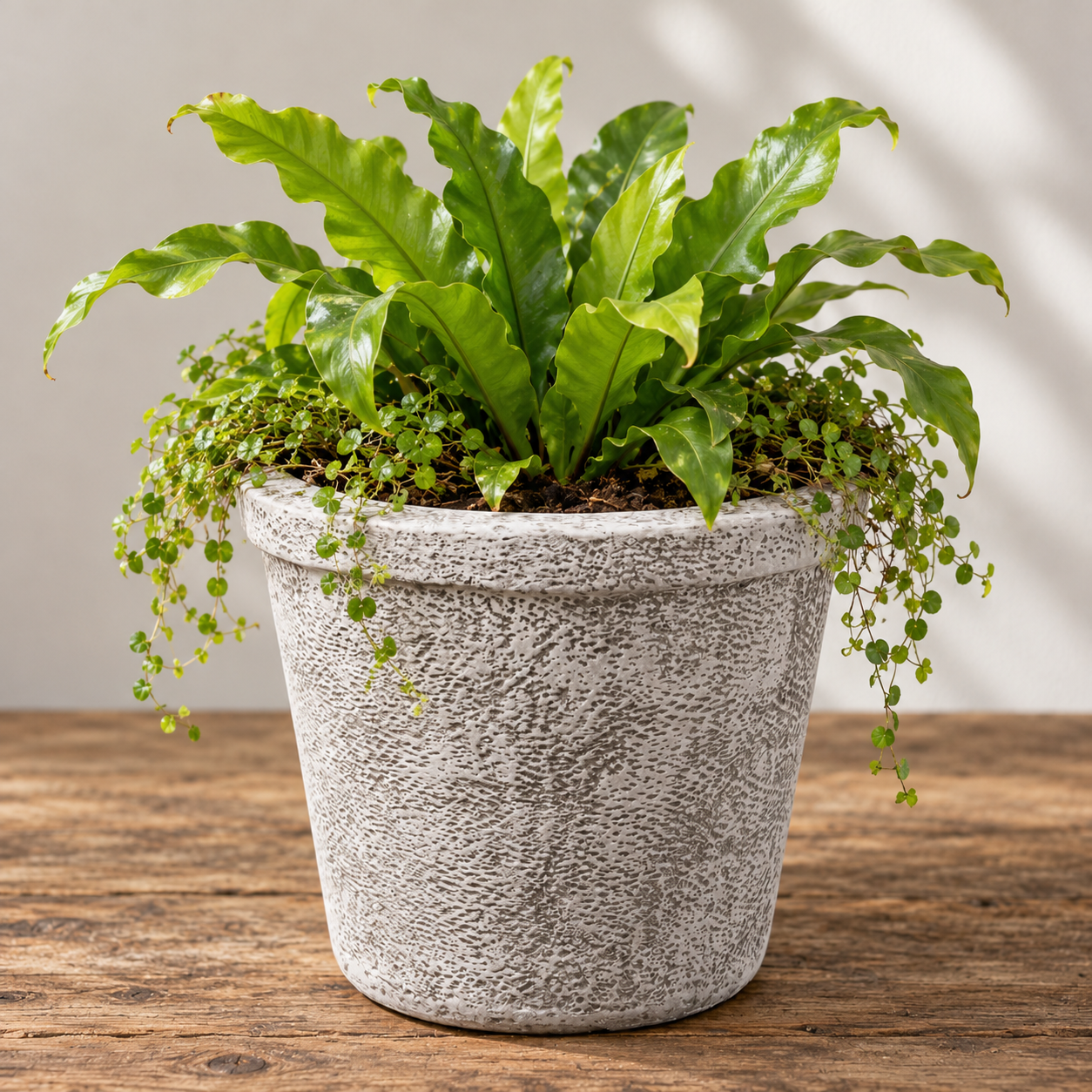 Lush Fern in Rustic Textured Pot