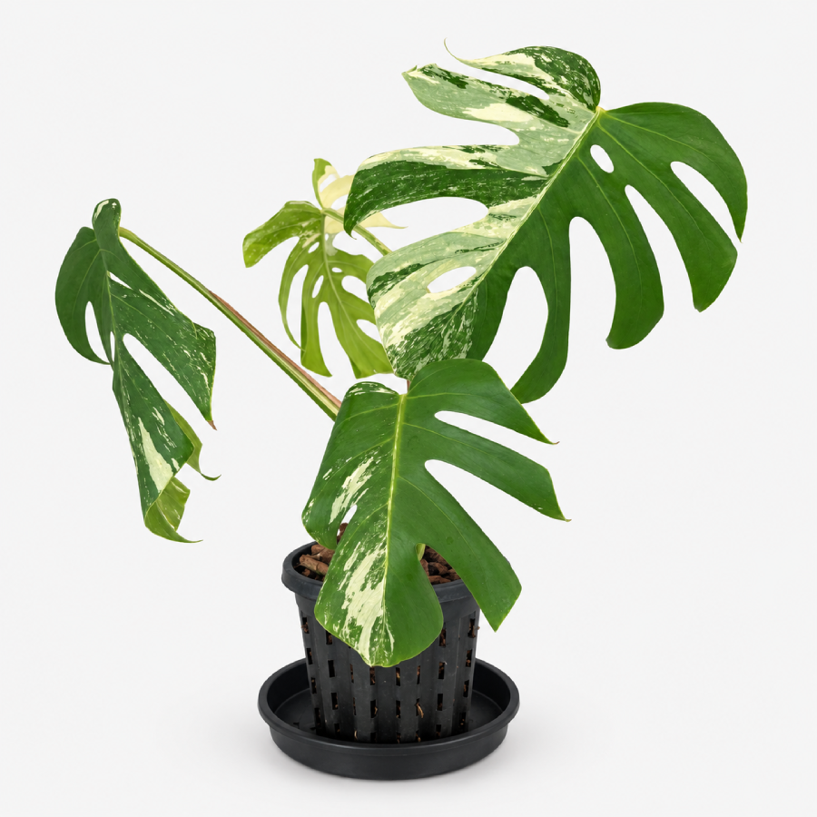 Monster-50-3 Monstera